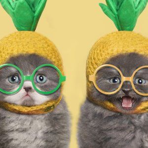 Meet your Posher, Anni East